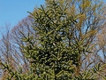 Abies pinsapo Kelleris IMG_3847 Jodła hiszpańska